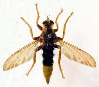 Attēlu rezultāti vaicājumam “Asilus crabroniformis”