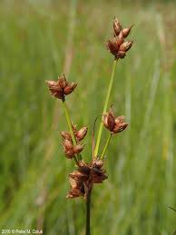 Attēlu rezultāti vaicājumam “Cladium mariscus flower”