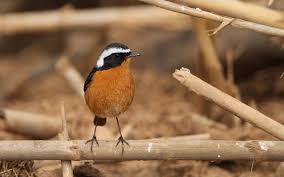 Image result for Phoenicurus moussieri