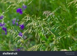 Attēlu rezultāti vaicājumam “Bromus secalinus”