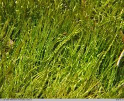 Attēlu rezultāti vaicājumam “Drepanocladus aduncus”