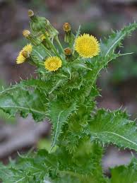 Attēlu rezultāti vaicājumam “Sonchus”