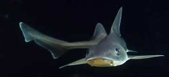 Image result for Mustelus asterias