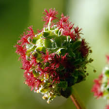 Attēlu rezultāti vaicājumam “Poterium sanguisorba flower”