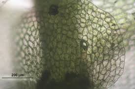 Attēlu rezultāti vaicājumam “Calypogeia integristipula”