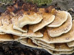 Attēlu rezultāti vaicājumam “Inonotus leporinus”