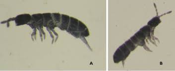 Attēlu rezultāti vaicājumam “Heteromurus nitidus”