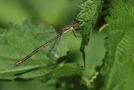 Attēlu rezultāti vaicājumam “Chalcolestes viridis”