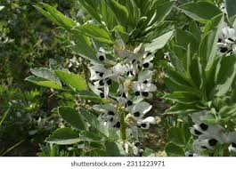 Attēlu rezultāti vaicājumam “Vicia faba flower”