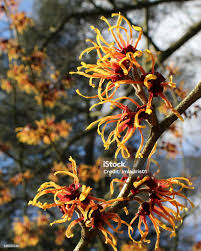 Attēlu rezultāti vaicājumam “Hamamelis mollis flower”