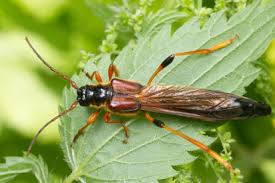 Attēlu rezultāti vaicājumam “Necydalis major”