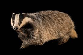 Attēlu rezultāti vaicājumam “Meles meles”