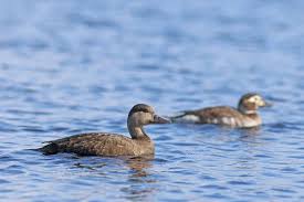 Attēlu rezultāti vaicājumam “Melanitta nigra”