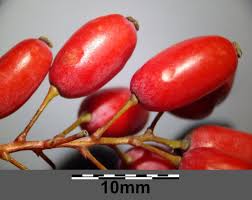 Attēlu rezultāti vaicājumam “Berberis vulgaris fruit”