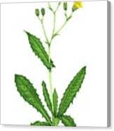 Attēlu rezultāti vaicājumam “Crepis paludosa leaf”