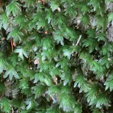 Attēlu rezultāti vaicājumam “Fossombronia wondraczekii”