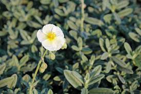 Attēlu rezultāti vaicājumam “Helianthemum x hybridum”