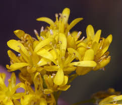 Image result for Isatis tinctoria