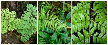 Attēlu rezultāti vaicājumam “Pteropsida”