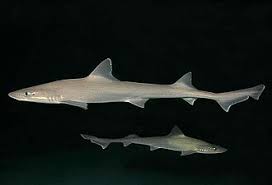 Image result for Mustelus palumbes