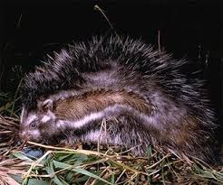 Image result for хомяк