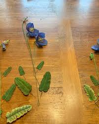 Image result for Meconopsis betonicifolia