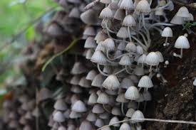 Attēlu rezultāti vaicājumam “Coprinus disseminatus”
