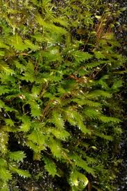 Attēlu rezultāti vaicājumam “Fissidens gracilifolius”