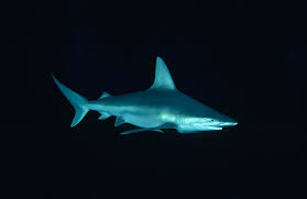 Image result for Carcharhinus plumbeus