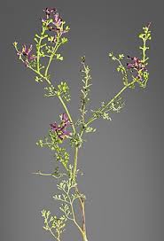 Image result for Fumaria officinalis