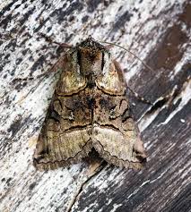 Attēlu rezultāti vaicājumam “Abrostola tripartita”