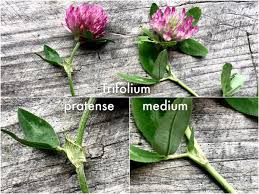 Attēlu rezultāti vaicājumam “Trifolium medium bud”