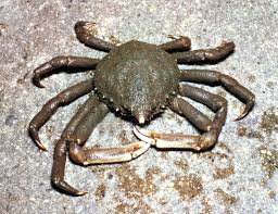 Image result for crab spider
