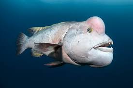 Image result for Chrysoblephus cristiceps