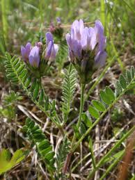Attēlu rezultāti vaicājumam “Astragalus danicus leaf”
