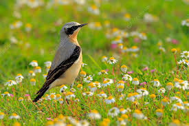 Attēlu rezultāti vaicājumam “Oenanthe oenanthe male”