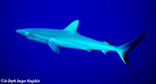 Image result for Carcharhinus amblyrhynchos