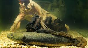 Image result for Amia calva