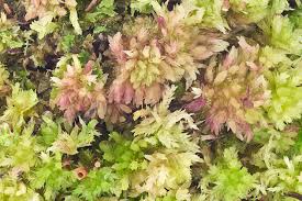 Attēlu rezultāti vaicājumam “Sphagnum molle”