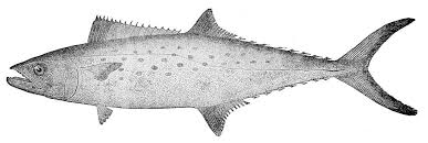 Image result for Scomberomorus maculatus