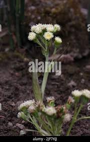 Attēlu rezultāti vaicājumam “Petasites spurius flower”
