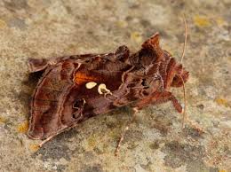 Attēlu rezultāti vaicājumam “Autographa pulchrina”