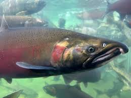 Image result for Oncorhynchus kisutch