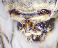 Attēlu rezultāti vaicājumam “Psococerastis gibbosa”