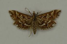 Attēlu rezultāti vaicājumam “Venusia blomeri”