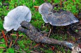 Attēlu rezultāti vaicājumam “Phellodon niger”