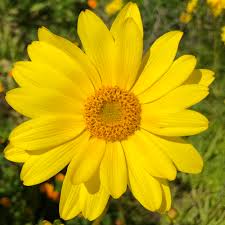 Attēlu rezultāti vaicājumam “Asteraceae”