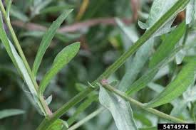 Attēlu rezultāti vaicājumam “Centaurea jacea bud”