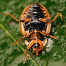 Attēlu rezultāti vaicājumam “Propylea quatuordecimpunctata”