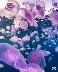 Attēlu rezultāti vaicājumam “Aurelia aurita”